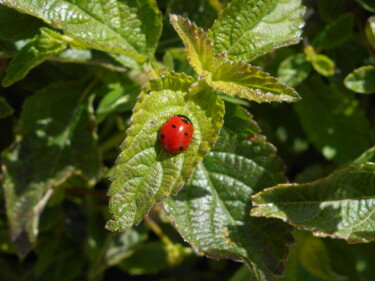 Photographie intitulée "1er-coccinelle.jpg" par Manu Surreabulliste, Œuvre d'art originale