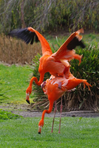 Photographie intitulée "Flamants roses" par Muriel Besson-Braem, Œuvre d'art originale