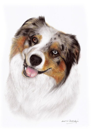 绘画 标题为“Australian Shepherd…” 由Danguole Serstinskaja, 原创艺术品, 油