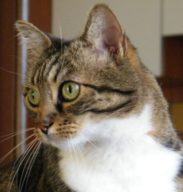 Photographie intitulée "le-regard-du-chat-2…" par Manu Surreabulliste, Œuvre d'art originale