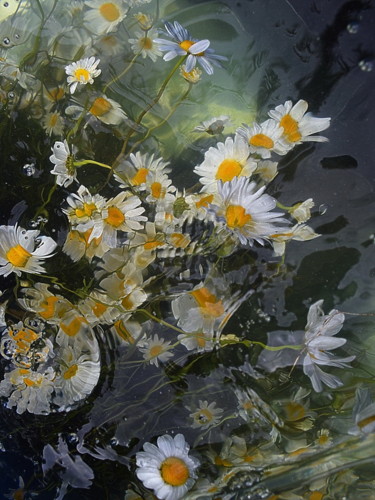 제목이 "margueritess"인 사진 Aquartistiq로, 원작, 디지털