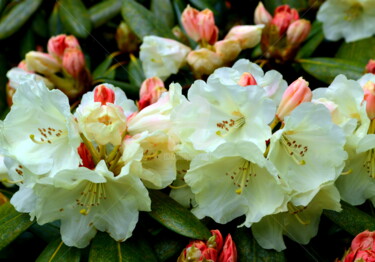 摄影 标题为“Rhododendron China” 由Ulrike Kröll, 原创艺术品, 操纵摄影
