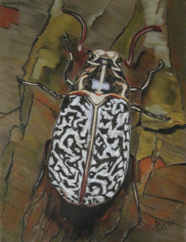 Peinture intitulée "Le hanneton des pins" par Catherine Costet (Lccat), Œuvre d'art originale, Pastel