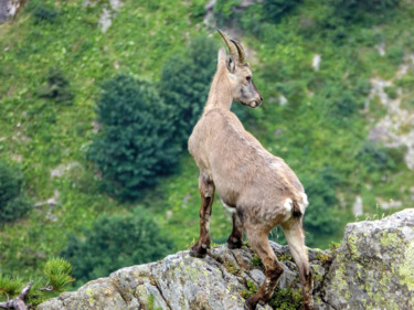 Photographie intitulée "Bouquetin 1" par Jean Paul Rosso, Œuvre d'art originale