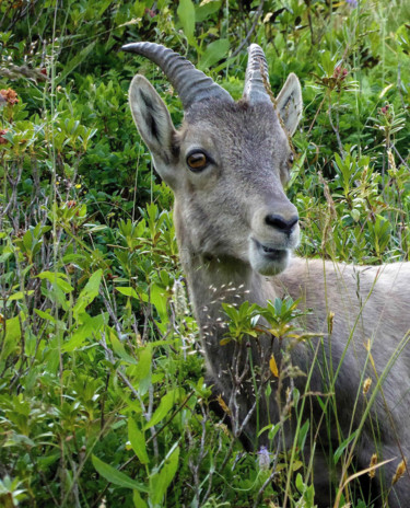 Photographie intitulée "Bouquetin 2" par Jean Paul Rosso, Œuvre d'art originale
