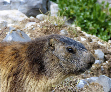 Photographie intitulée "Marmotte" par Jean Paul Rosso, Œuvre d'art originale