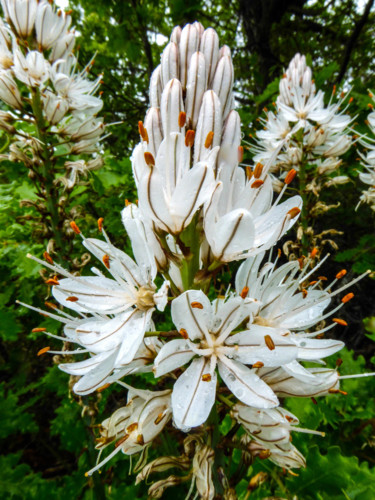 Photographie intitulée "Asphodele" par Jean Paul Rosso, Œuvre d'art originale