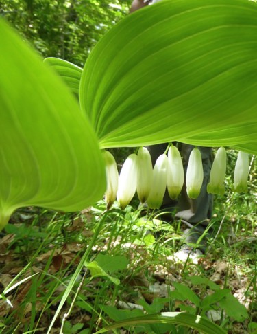 Photographie intitulée "Sceau-de-salomon" par Jean Paul Rosso, Œuvre d'art originale