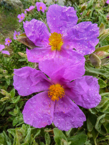 Photographie intitulée "Ciste cotonneux" par Jean Paul Rosso, Œuvre d'art originale