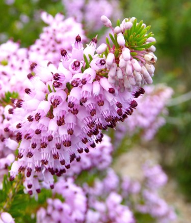 Photographie intitulée "Bruyère Erica multi…" par Jean Paul Rosso, Œuvre d'art originale