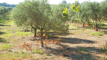 Photographie intitulée "p8026807.jpg" par Musclor, Œuvre d'art originale