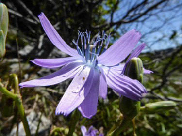 Photographie intitulée "Laitue perenne" par Jean Paul Rosso, Œuvre d'art originale