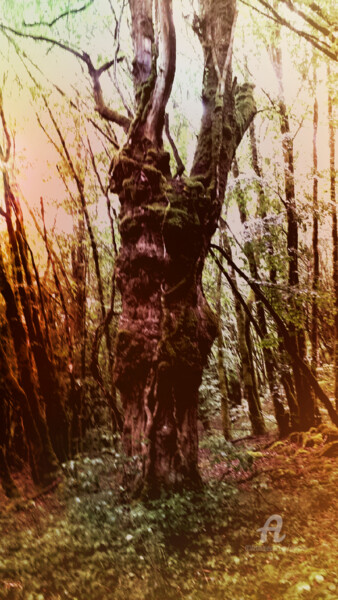 Photography titled "Merveilles de la na…" by Grafi, Original Artwork