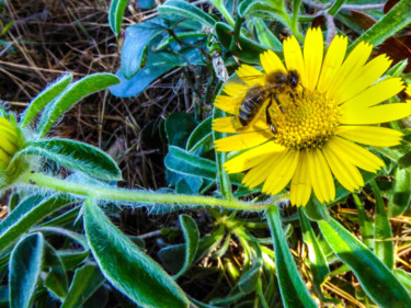 Photographie intitulée "Visite florale" par Jean Paul Rosso, Œuvre d'art originale