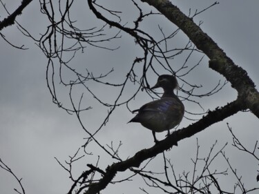 Photography titled "Wood Duck" by Elke Matthaeus, Original Artwork
