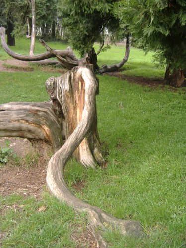 Forme artistiche di tronchi d'albero 2 Photographie intitulée "Forme artistiche di…" par Francesco Cagnato, Œuvre d'art originale, Photographie numérique