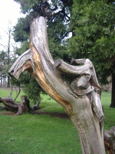 Forme artistiche di tronchi d'albero 1 Photographie intitulée "Forme artistiche di…" par Francesco Cagnato, Œuvre d'art originale, Photographie numérique