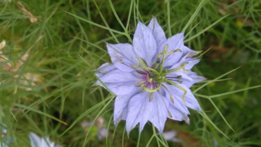 Nigelle de Damas