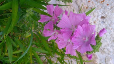 La Mauve est rose