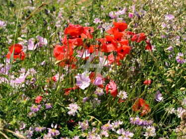 Photographie intitulée "Coquelicots" par Renaud Klumpp, Œuvre d'art originale, Photographie numérique