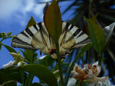 Photographie intitulée "effet papillon" par Manu Surreabulliste, Œuvre d'art originale