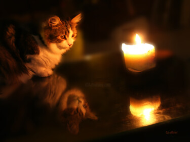 Double vie de chatte Photographie intitulée "Double vie de chatte" par Chantal Gauthier, Œuvre d'art originale