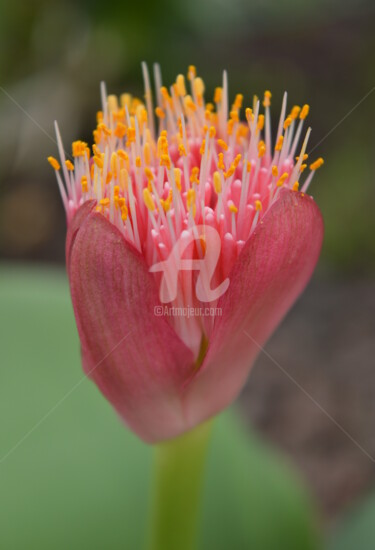 Photographie intitulée "Haemanthus coccineus" par Renaud Klumpp, Œuvre d'art originale, Photographie numérique