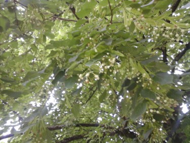 Photographie intitulée "Linden" par Giart, Œuvre d'art originale, Photographie numérique