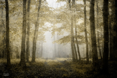 Photographie intitulée "Secret path" par Janek Sedlar, Œuvre d'art originale, Photographie numérique