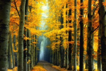 Photographie intitulée "Messengers of light" par Janek Sedlar, Œuvre d'art originale