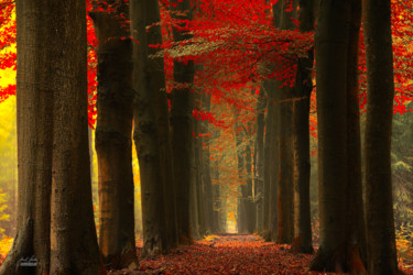 Walk in the space between thoughts Photographie intitulée "Walk in the space b…" par Janek Sedlar, Œuvre d'art originale