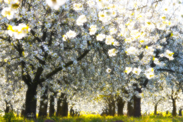 Photographie intitulée "Velvet spring" par Janek Sedlar, Œuvre d'art originale