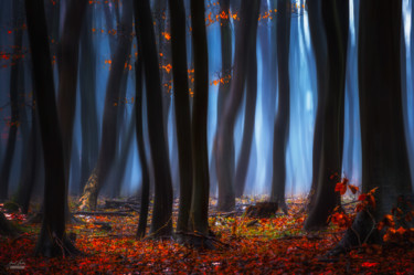 Morning dusk of the leavs Photographie intitulée "Morning dusk of the…" par Janek Sedlar, Œuvre d'art originale