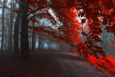 The road of Seraphines Photographie intitulée "The road of Seraphi…" par Janek Sedlar, Œuvre d'art originale