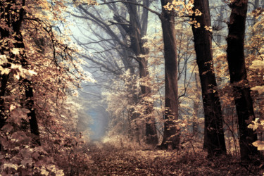Angels alongside our path Photographie intitulée "Angels alongside ou…" par Janek Sedlar, Œuvre d'art originale