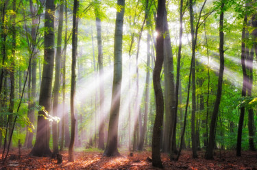 When the sun shine on your way Photographie intitulée "When the sun shine…" par Janek Sedlar, Œuvre d'art originale