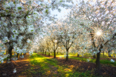 Peaceful morning in orchard Photographie intitulée "Peaceful morning in…" par Janek Sedlar, Œuvre d'art originale