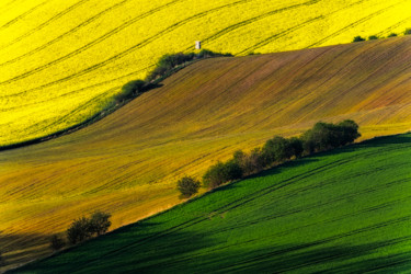 Guardian of the brown kingdom Photographie intitulée "Guardian of the bro…" par Janek Sedlar, Œuvre d'art originale