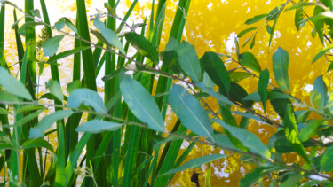 Fotografía titulada "Une sensation color…" por Muriel Cayet, Obra de arte original