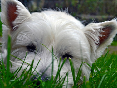 Chien