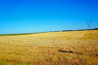 Le réseau du champ
