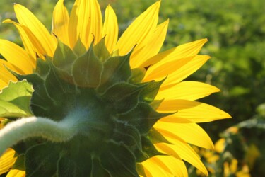 Photography titled "Sunflower" by Elke Matthaeus, Original Artwork