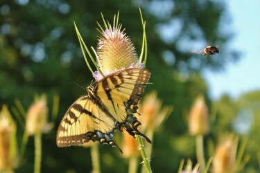 Photography titled "Swallowtail" by Elke Matthaeus, Original Artwork