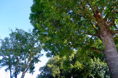 Bois de paix