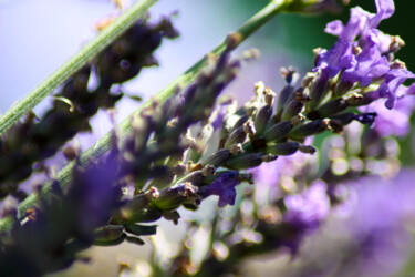 Photographie intitulée "Texture mauve" par Muriel Cayet, Œuvre d'art originale