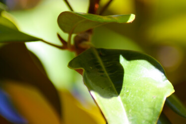 Photographie intitulée "Eden" par Muriel Cayet, Œuvre d'art originale