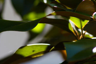 Photographie intitulée "Composition 07085" par Muriel Cayet, Œuvre d'art originale