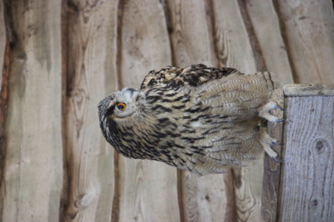 Hibou Grand Duc d'Europe