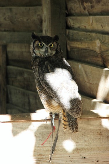 Hibou Grand Duc de Virginie