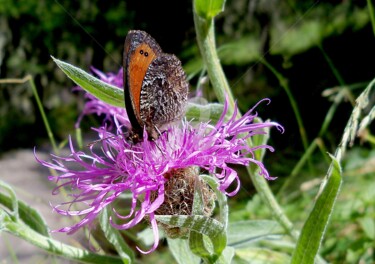 Photographie intitulée "Fleur de chardon et…" par Anne D'Orion, Œuvre d'art originale